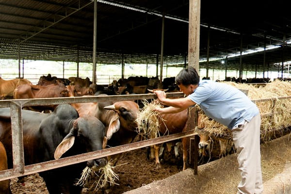 Các hộ chăn nuôi bò nhỏ lẻ phổ biến ở các vùng nông thôn